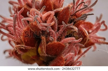 Image of female flowers of sugar maple or silver maple Acer saccharum Royalty-Free Stock Photo #2438632777