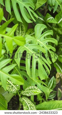 This image showcases the beauty and freshness of houseplants. Focused on a single pot of lush greenery, the picture highlights the unique details of the vibrant leaves and the rich texture.