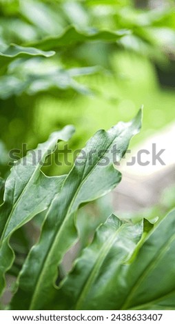 This image showcases the beauty and freshness of houseplants. Focused on a single pot of lush greenery, the picture highlights the unique details of the vibrant leaves and the rich texture.