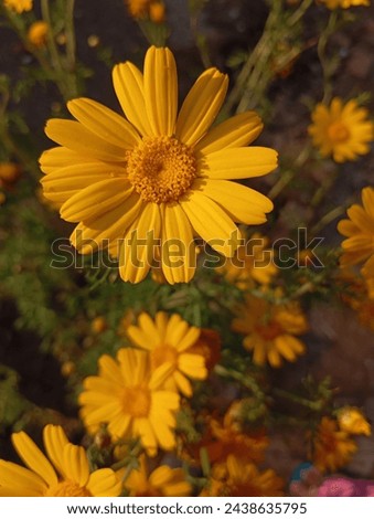 perennials Flower -HD flower wallpaper-yellow flower picture 