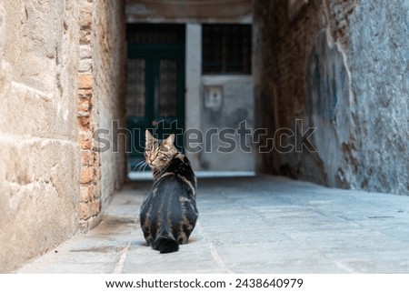 Cute domestic short hair cat sitting on the street. Cats in Venice. 	Narrow street in Venice Royalty-Free Stock Photo #2438640979
