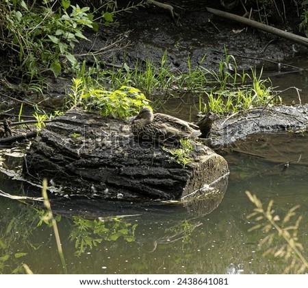 A female mallard duck, sitting on a log that lies at the edge of the water.