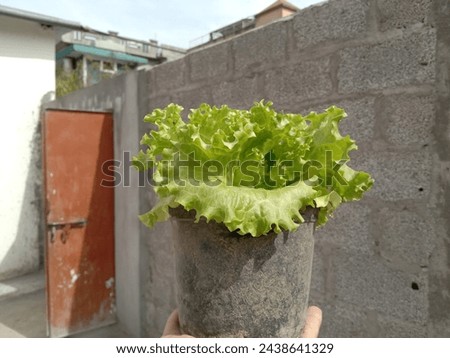 Plants are living organisms that use photosynthesis to convert sunlight into energy, crucial for oxygen production and ecological balance Royalty-Free Stock Photo #2438641329