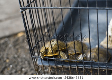 A group of Brazilian tortoises in a cage ready to be sold at the animal market