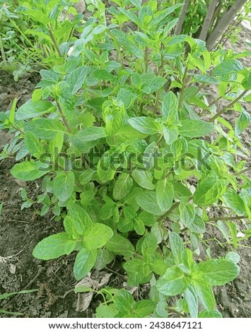 Peppermint  is a hybrid species of mint, a cross between watermint and spearmint.Indigenous to Europe and the Middle East,  the plant is now widely spread and cultivated in many region Royalty-Free Stock Photo #2438647121