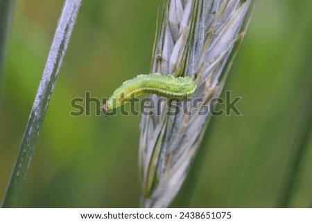 The larva of a fly from the family Syrphidae, Hoverfly with a hunted aphid. A colony of aphids on a plant and their natural enemy. Royalty-Free Stock Photo #2438651075