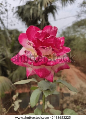 Roses come in many different types. Success starts with choosing roses that suit your goals. Some roses, such as modern “hybrid tea" types, need mild climates, collection of royalty free rose pictures