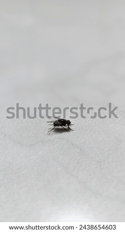 a fly on a white background 