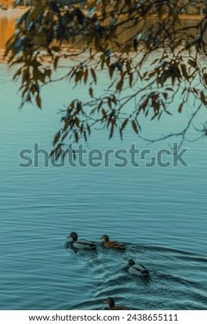 A calming photo of three swimmjng ducks on a lake during sunset in Japan.