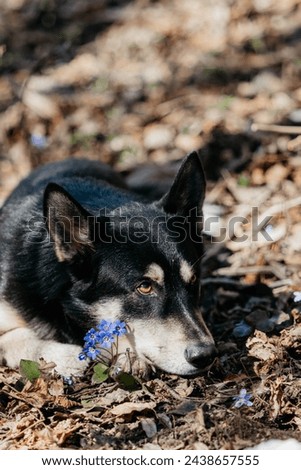 A dog poses outside in early spring, snowdrops