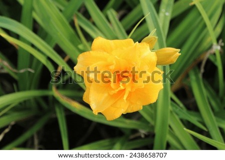 Hemerocallis 'Condilla', daylily with double yellow blossoms Royalty-Free Stock Photo #2438658707