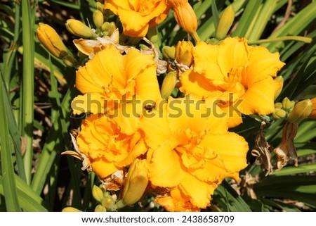 Hemerocallis 'Condilla', daylily with double yellow blossoms Royalty-Free Stock Photo #2438658709