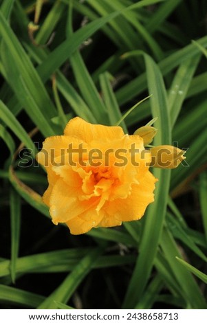 Hemerocallis 'Condilla', daylily with double yellow blossoms Royalty-Free Stock Photo #2438658713