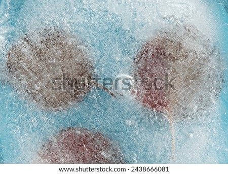Plants frozen within a block of ice, air bubble texture 