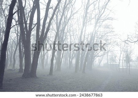 Morning foggy forest. Park outdoors morning mist. Sunrise autumn mist. Mystical  landscape. 