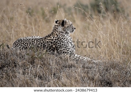Cheetah at Maasai Mara ,Kenya