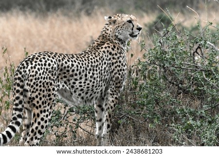 Cheetah at Maasai Mara ,Kenya