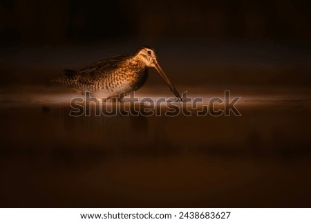 Woodcock. Artistic wildlife photography. Nature background.  