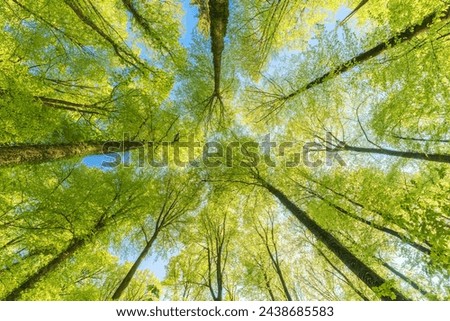 Green pompous forest see from below with sunlight during springtime. Royalty-Free Stock Photo #2438685583