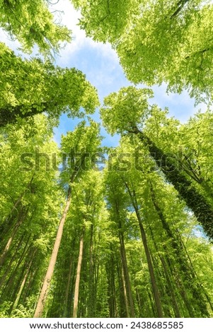 Green pompous forest see from below with sunlight during springtime. Royalty-Free Stock Photo #2438685585