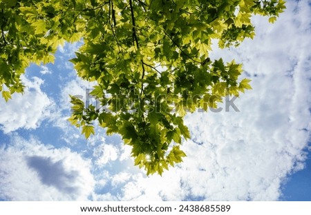Green pompous forest see from below with sunlight during springtime. Royalty-Free Stock Photo #2438685589