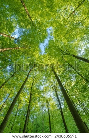 Green pompous forest see from below with sunlight during springtime. Royalty-Free Stock Photo #2438685591