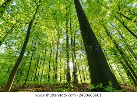 Green pompous forest see from below with sunlight during springtime. Royalty-Free Stock Photo #2438685601