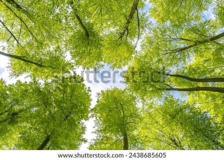 Green pompous forest see from below with sunlight during springtime. Royalty-Free Stock Photo #2438685605
