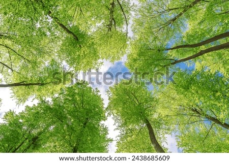 Green pompous forest see from below with sunlight during springtime. Royalty-Free Stock Photo #2438685609
