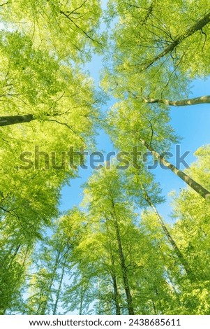 Green pompous forest see from below with sunlight during springtime. Royalty-Free Stock Photo #2438685611
