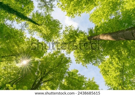 Green pompous forest see from below with sunlight during springtime. Royalty-Free Stock Photo #2438685615