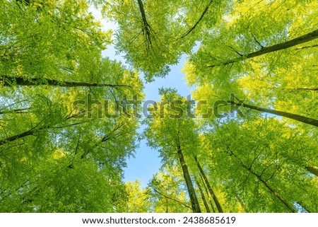 Green pompous forest see from below with sunlight during springtime. Royalty-Free Stock Photo #2438685619