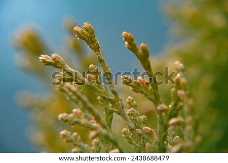 A green thuja branch on a greenish-blue background, creating a harmonious and natural composition. Royalty-Free Stock Photo #2438688479