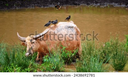 Blur image. A buffalo and several starlings on its back.                              