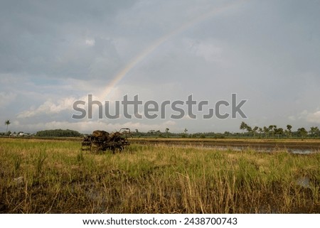 Beautiful rainbow in the rice fields, Beautiful rainbow in the sky