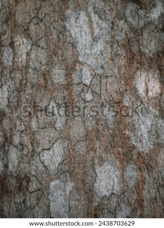 texture of tree bark. Panoramic photo of oak texture. Relief creative texture of old bark.