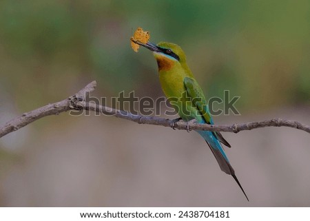 A Blue Tailed Bee Eater eating a butterfly sitting on a branch