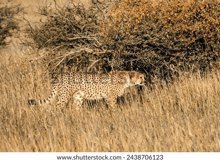 A cheetah walking in a field