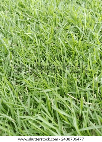 Green Grass , original and natural grass picture 