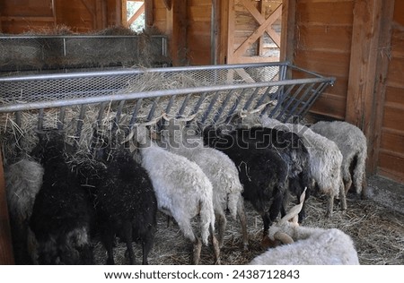 Racka sheeps feeding on hay in the sheepfold. Royalty-Free Stock Photo #2438712843
