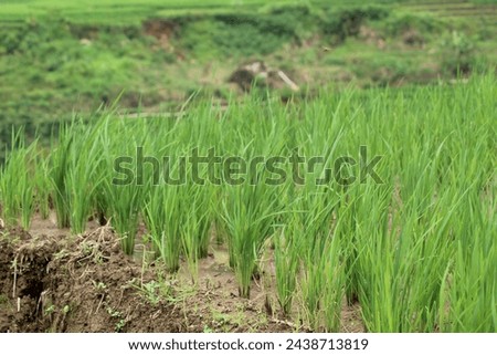 Newly planted green rice fields 