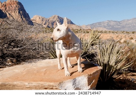 White bull terrier dog posing for a portrait on a rock in the desert