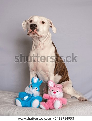 White and brindle pitbull dog with Easter bunnies posing for a holiday photo