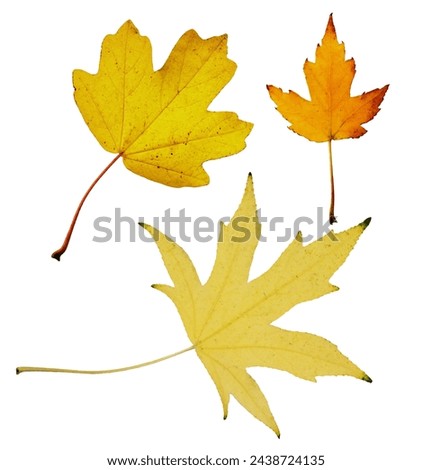 Collection of autumn wire silver maple leaf isolated on white background. Set of various maple leaves for design. Acer saccharinum Wieri. Royalty-Free Stock Photo #2438724135
