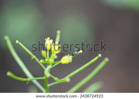 Macro shot of charming wild plant flower