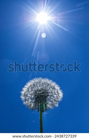 Dandelion against a blue sky in the backlight