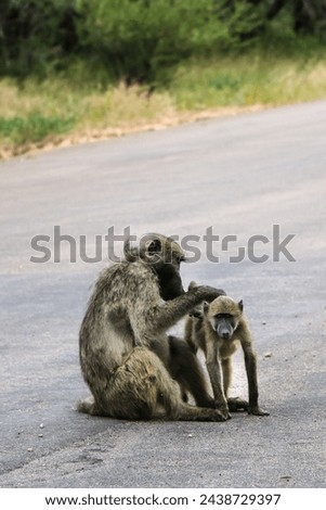An adult baboon looking for ticks on a baby baboon