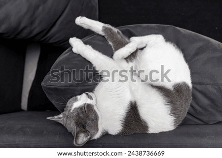 a gray and white cat sleeping, resting, relaxing on top of a bed, sofa or pillow. Cat sleep calm and relax. Close up of the muzzle of a sleeping cat with closed eyes. Pets friendly and care concept. Royalty-Free Stock Photo #2438736669