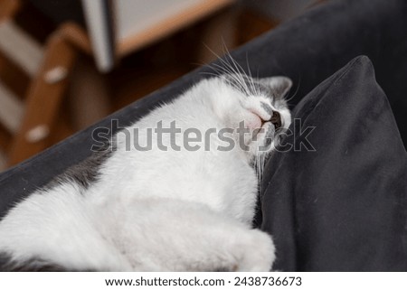 a gray and white cat sleeping, resting, relaxing on top of a bed, sofa or pillow. Cat sleep calm and relax. Close up of the muzzle of a sleeping cat with closed eyes. Pets friendly and care concept. Royalty-Free Stock Photo #2438736673