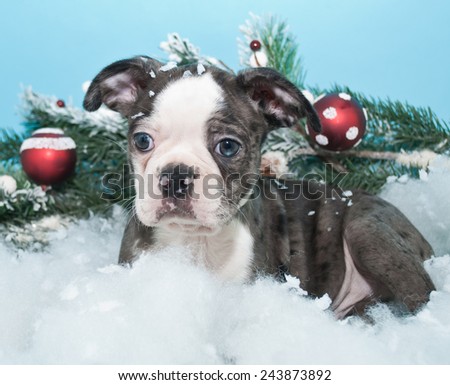 Cute little puppy laying in the snow with Christmas ornaments around her.